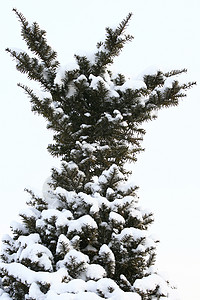 在松树上下雪背景图片