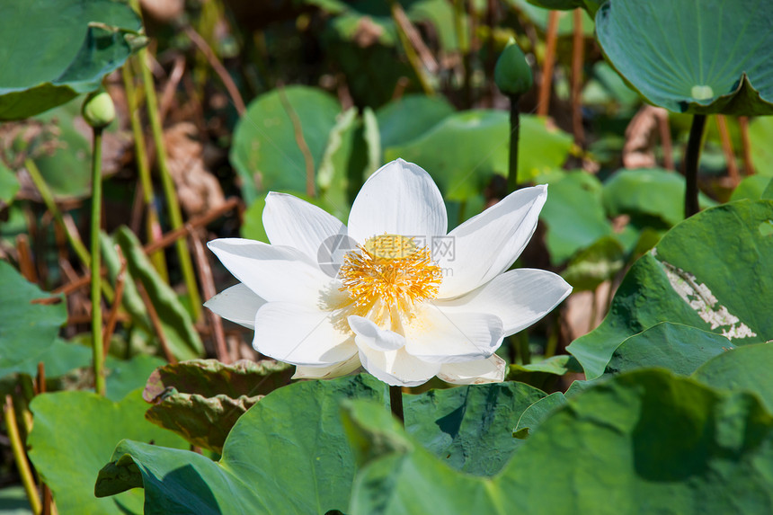 绿色本底盛开的莲花花园百合叶子软垫植物季节公园反思花瓣异国图片