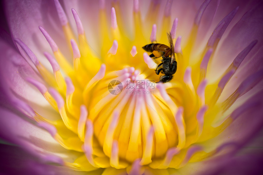 紫莲色蜜蜂图片
