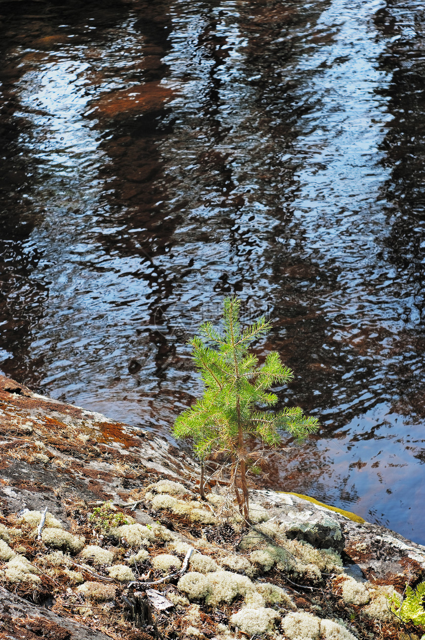 湖面上小松树图片
