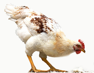 动物 家禽母鸡栽培食物成长背景图片