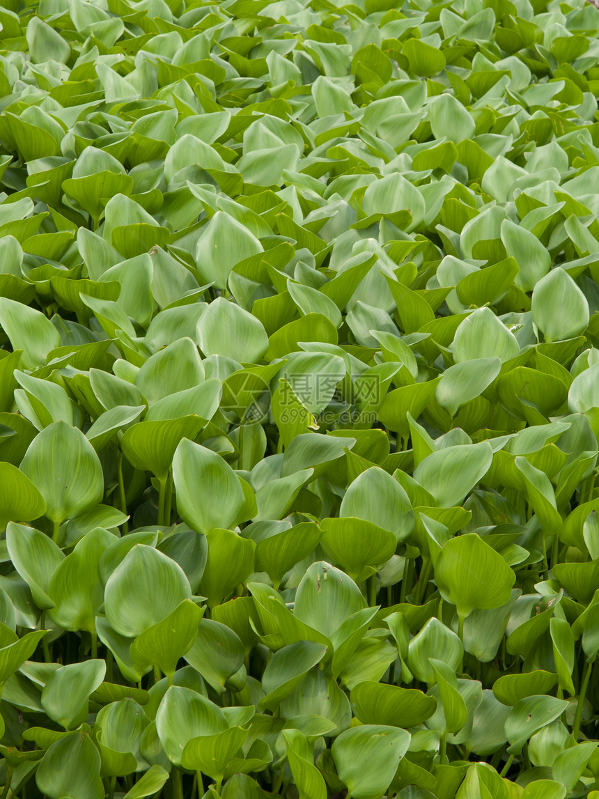 Hyacinth覆盖一个池塘卡片明信片反射花瓣冥想蔬菜花园荒野植物季节图片