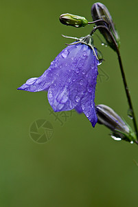 雨芽紫花朵紫色水滴花粉花束植物群植物绿色花瓣花园宏观背景