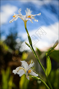 艾瑞丝环境季节花园荒野宏观植物学植物蓝色天空晴天背景图片