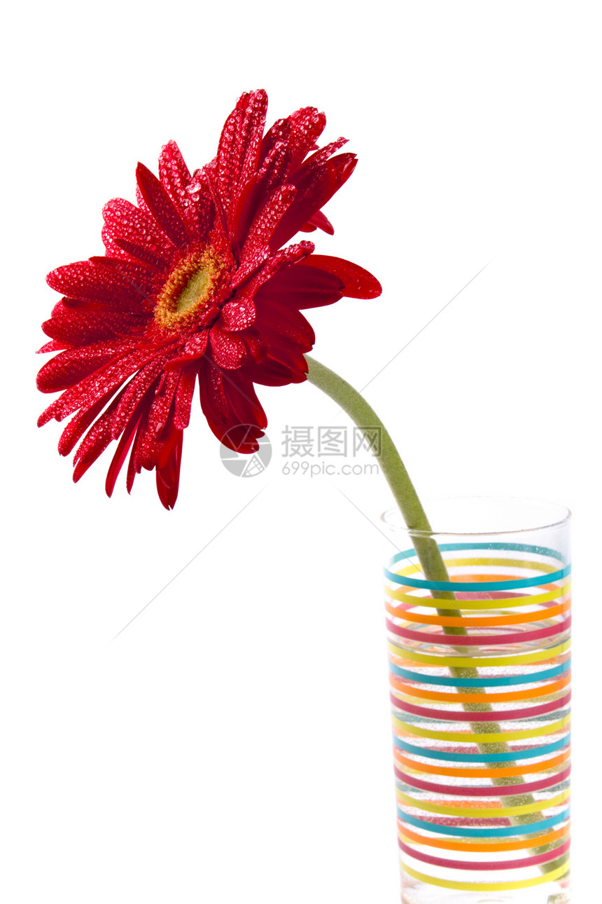 红色发热器波纹格柏雏菊生长植物学玻璃绿色花瓶洪水白色图片