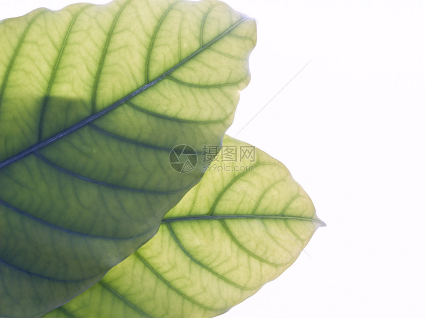 绿叶纹理植物学宏观生活静脉生态叶子植物植物群生长绿色图片