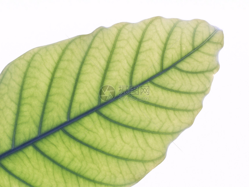 绿叶纹理植物群植物宏观叶子生态绿色生活生长静脉植物学图片