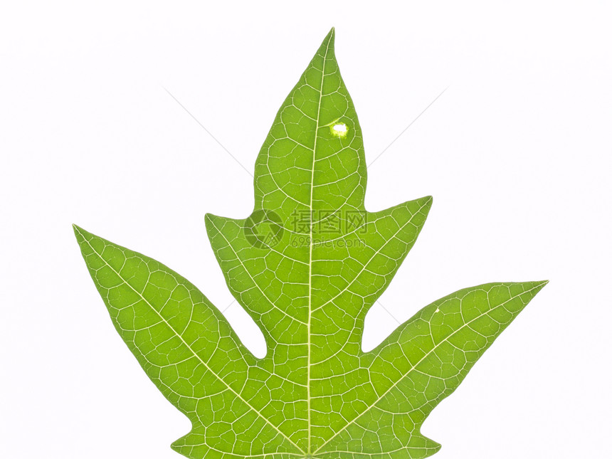 绿叶纹理宏观叶子生长生活生态植物学绿色植物静脉植物群图片