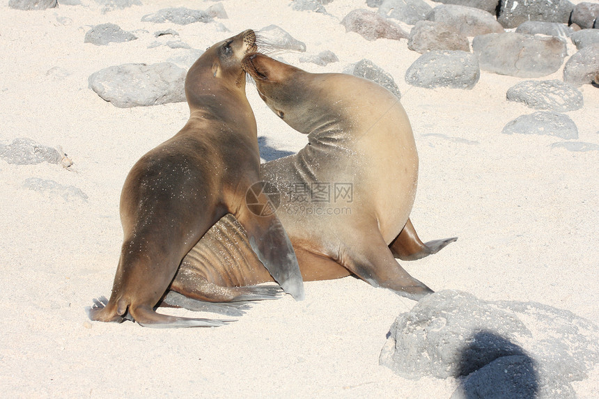 加拉帕戈斯群岛海滩上的海狮家庭动物巨蜥野生动物小狗沿岸图片