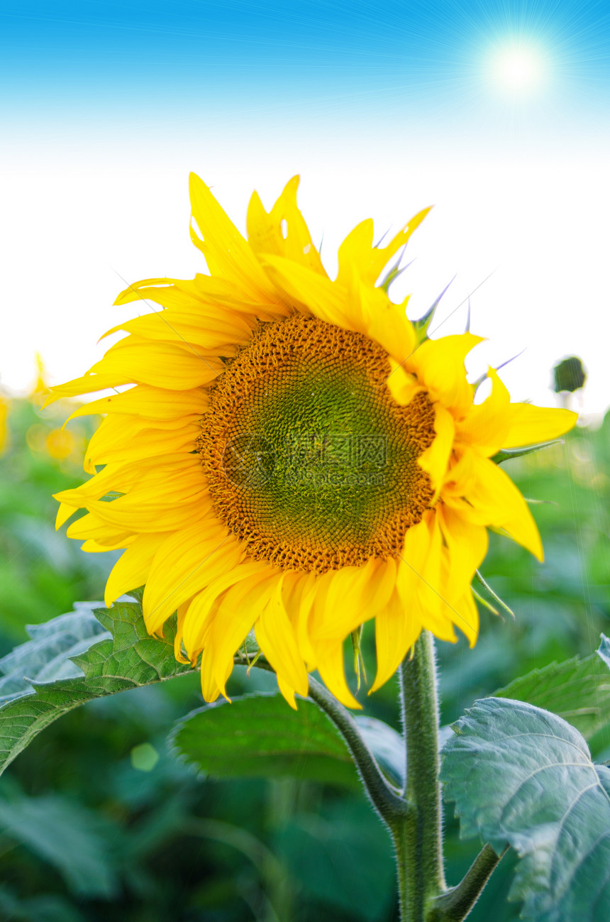 向日葵花粉蓝色场地植物学生长种子阳光植物太阳橙子图片
