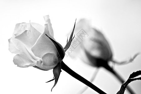 白玫瑰礼物黑与白花朵玫瑰背景图片