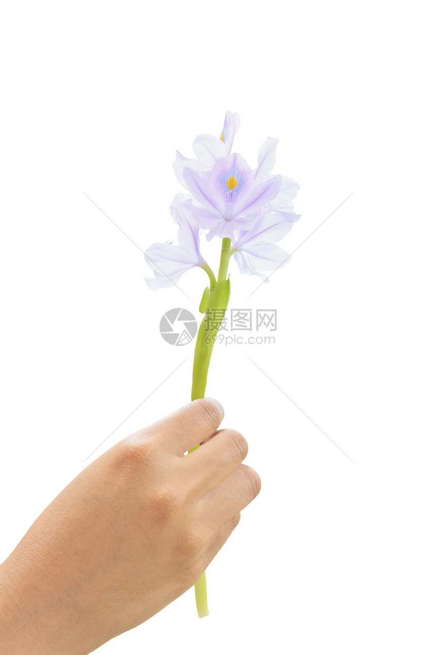 Hyacinth(艾克霍米亚锥虫)花朵图片