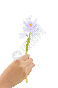 Hyacinth(艾克霍米亚锥虫)花朵背景图片