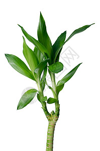 绿竹活力宏观发芽叶子环境植物居住白色生长绿色背景图片