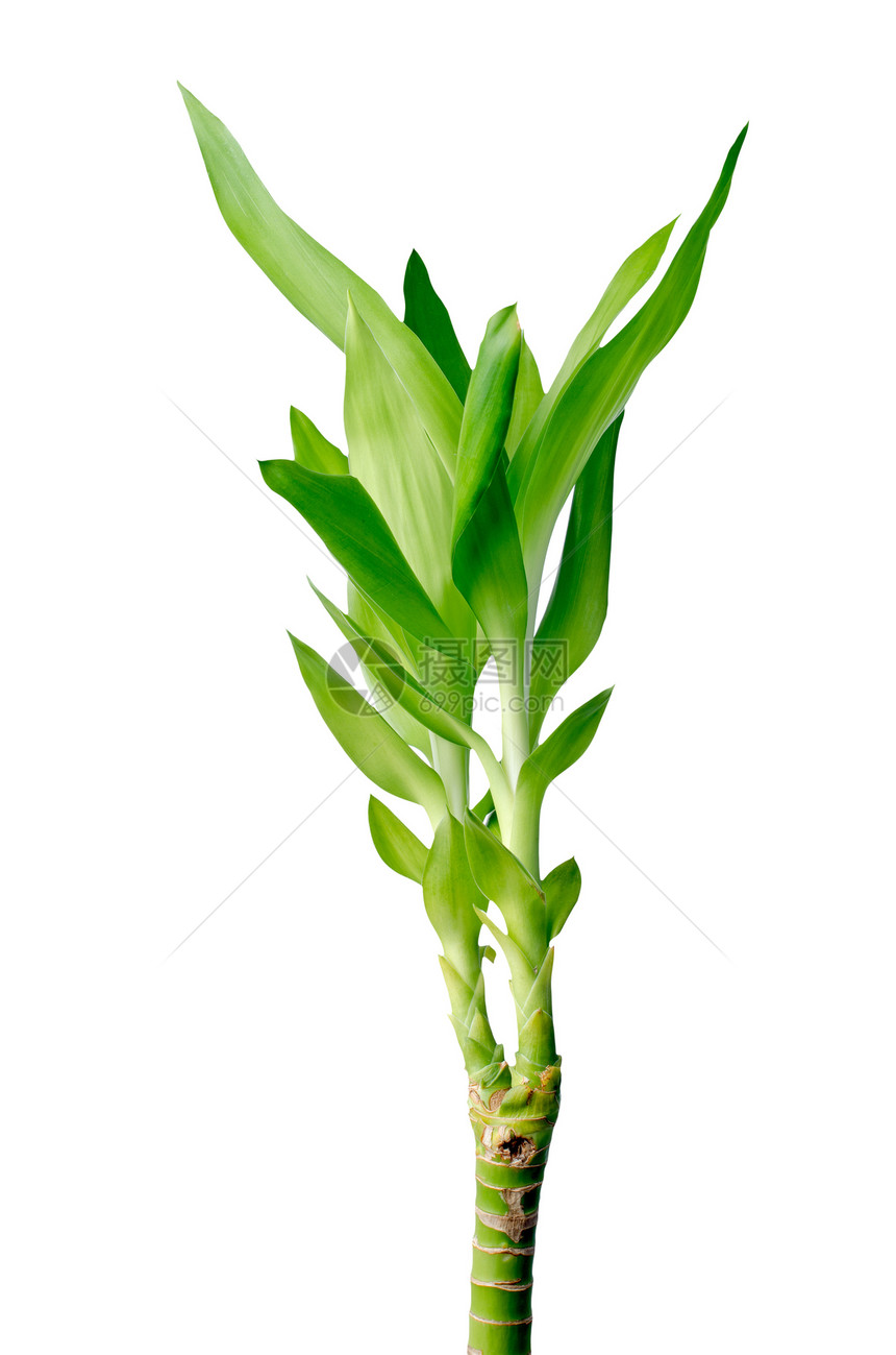 绿竹生长白色绿色植物幼苗小枝发芽宏观活力环境图片