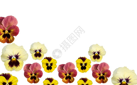 黄色花瓣边框在白色复制空间上隔绝的春菊花边框背景