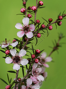 澳洲茶树素材澳洲本地的春天花 粉红岩浆树叶粉红色瀑布植物群花园分支机构茶树花朵绿色叶子背景