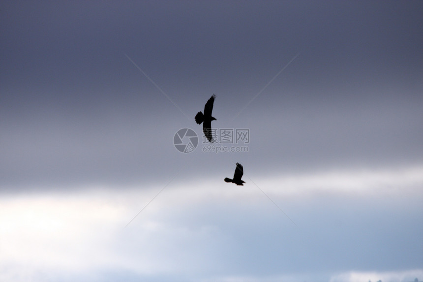 照片来自下Klamath国家野生动物保护区鸭子动物野生动物游戏国家天空避难所天鹅图片