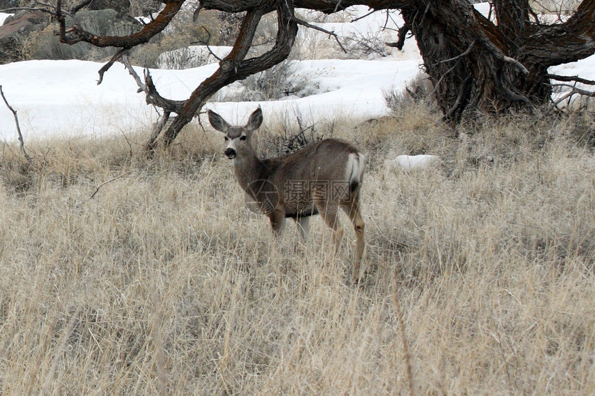 照片来自加利福尼亚州下Klamath国家野生动物保护区 CC野生动物骡鹿动物国家游戏场地避难所图片