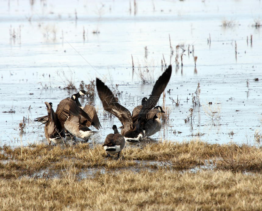 加拿大鹅 照片来自下Klamath国家野生动物保护区 CA天鹅鸭子国家避难所池塘动物场地野生动物图片