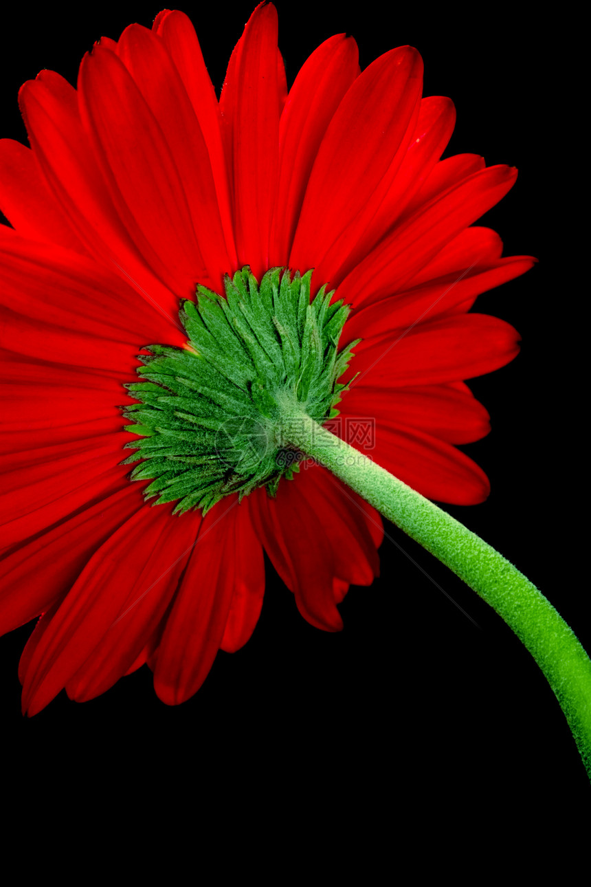 红色发热器生长宏观花瓶植物植物学花瓣黑色格柏洪水雏菊图片