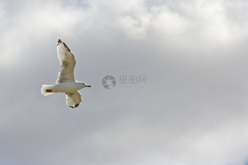 白海鸥在空中飞翔翅膀海鸥鸟类天空蓝色飞行野生动物空气白色动物图片