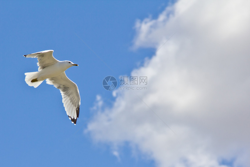 白海鸥在空中飞翔蓝色白色动物野生动物飞行翅膀海鸥空气鸟类天空图片