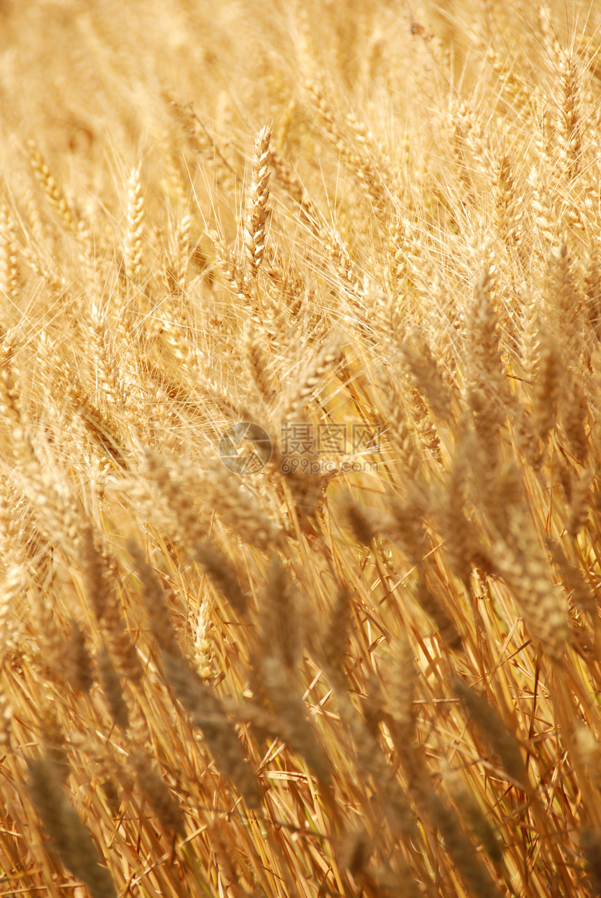 小麦田背景农业农田收成玉米金子生物粮食营养种子耳朵图片