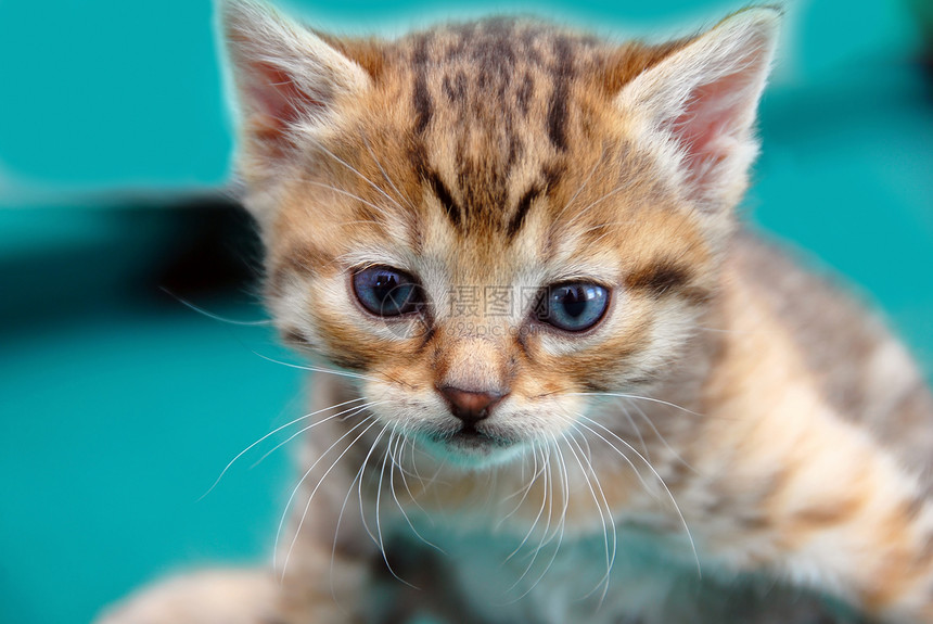 可爱的小猫咪帮助篮子黄色婴儿寂寞胡须弱点动物小猫哺乳动物图片