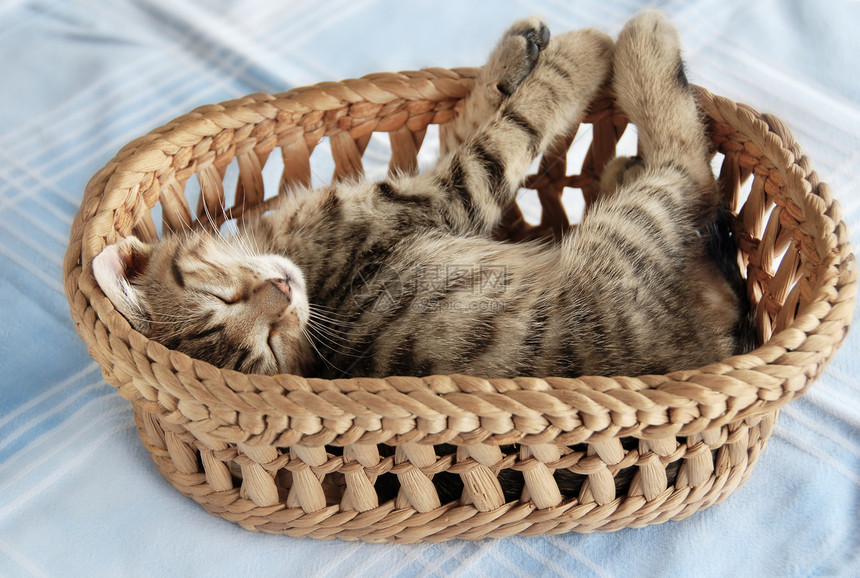可爱的猫咪睡在篮子里图片