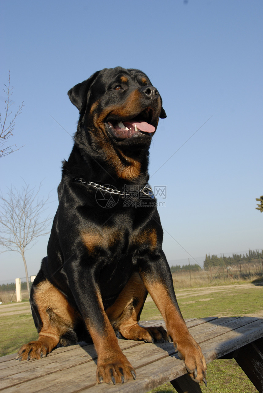 罗威纳犬动物警卫宠物犬类纳犬图片