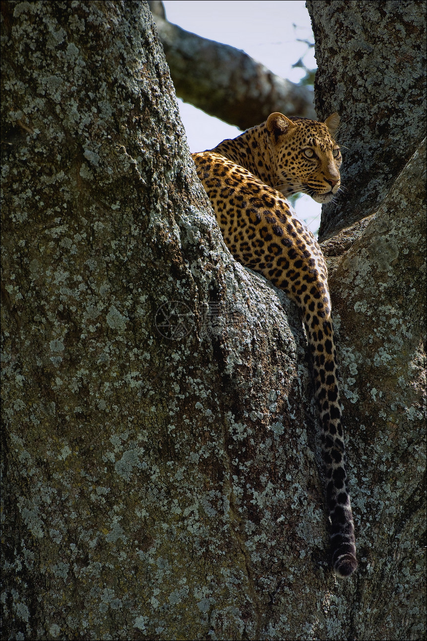 树上的豹子游戏肉食者异国环境哺乳动物食肉斑点情调猫科野生动物图片
