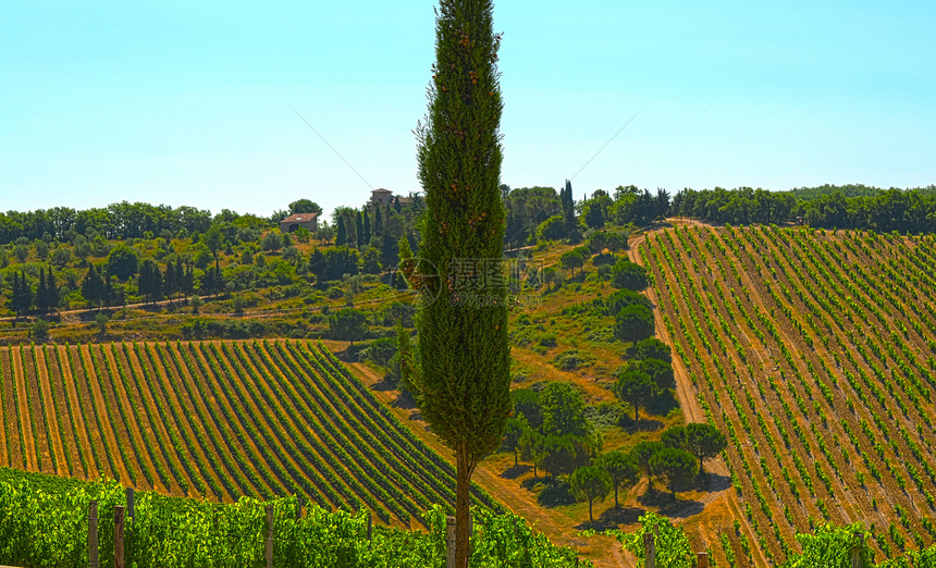 Cypress 压缩地面美丽栽培酒厂花园水果天空藤蔓种植园房子图片