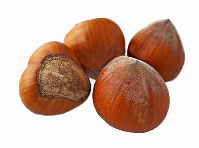 肿瘤花生棕色食物水果白色坚果松树背景图片
