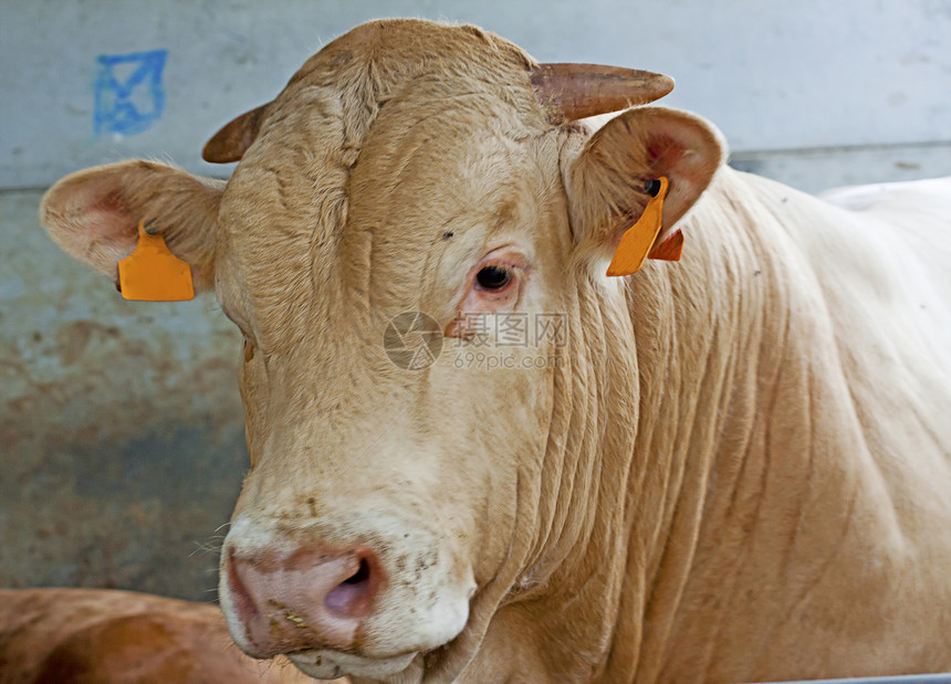 奥氧化牛奶奶制品生产农田农场农业牛皮图片