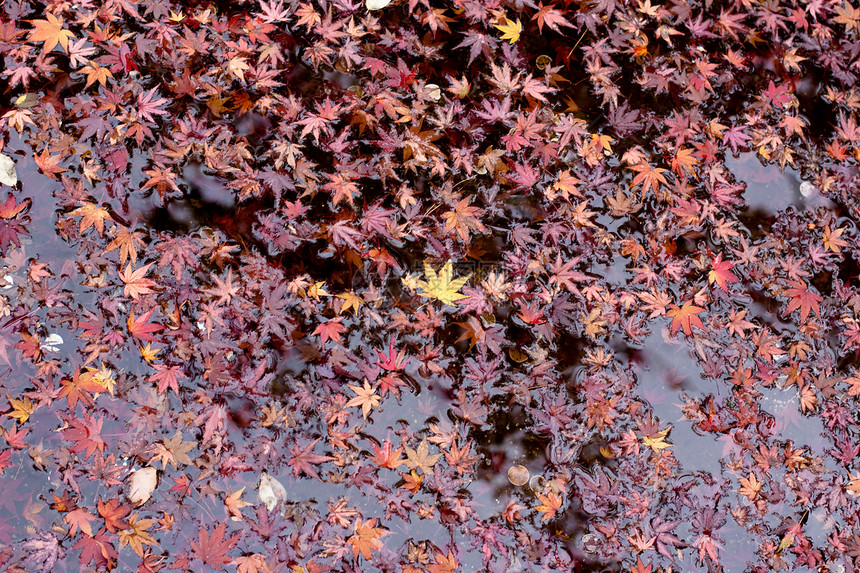 水中的叶子粉色橙子树叶水平池塘黄色灰色红色图片