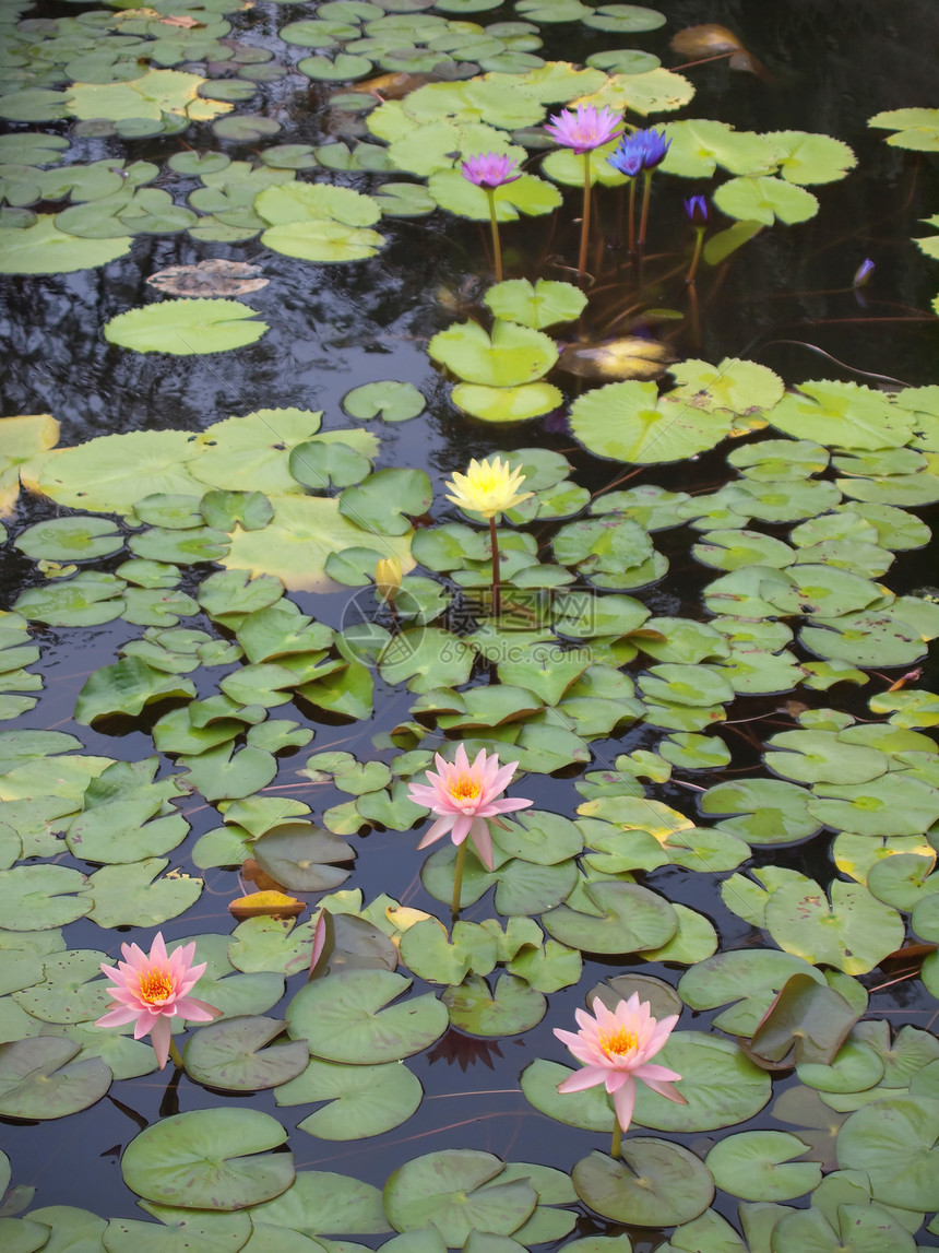 莲花池塘植物百合植物群生长水池美丽季节公园荷花图片