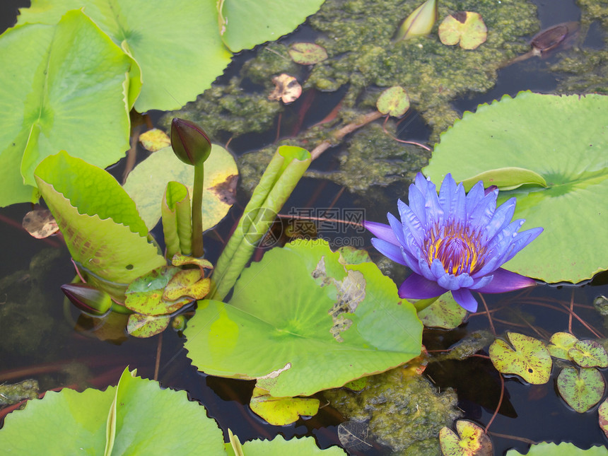 莲花生长荷花季节热带公园池塘美丽植物花瓣水池图片