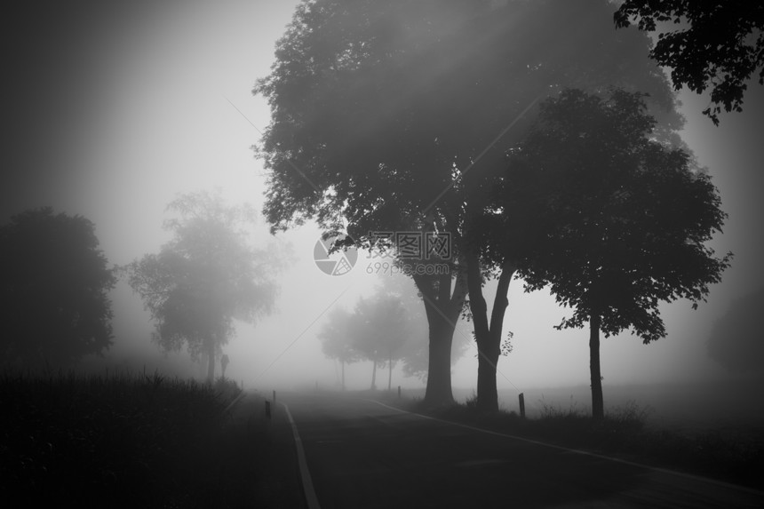 nobel 纳贝树木墙纸场地薄雾阴影爬坡季节流动阴霾魔法图片