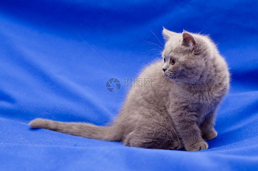 英国短发蓝小猫短毛宠物毛皮纺织品猫咪蓝色动物猫蓝头发猫科图片