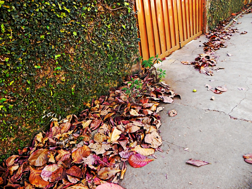 秋天落叶木头叶子家具金子森林花园公园人行道植物树木图片