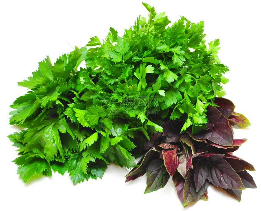 巴西尔 鹦鹉 咖喱植物芹菜厨房蔬菜饮食草本植物豆芽香料绿色植物绿色图片