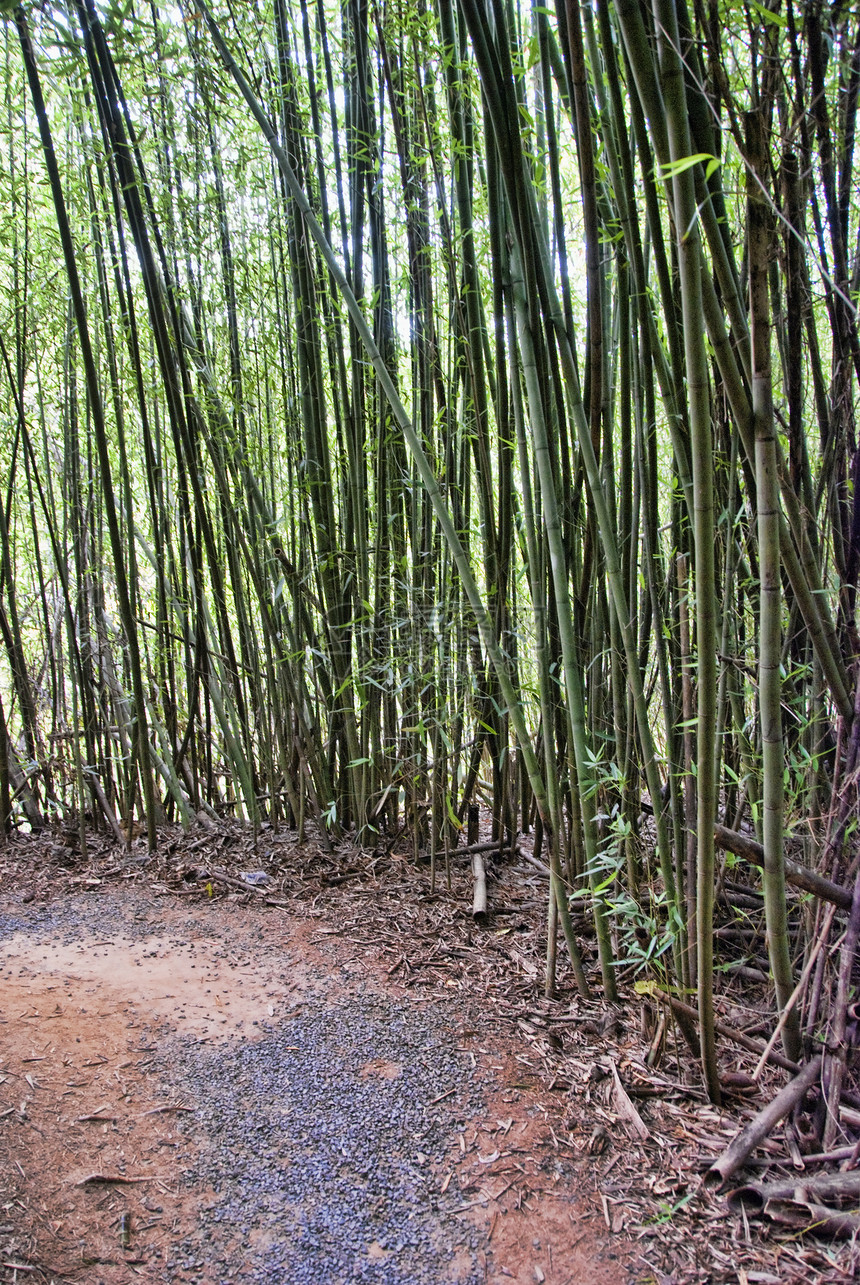 昆士兰帕罗内拉公园绿色植物风光草地场地公园田园图片