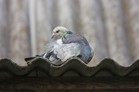 屋顶上的鸽子野生动物鸟类场景摄影动物黑色梳子灰色羽毛水平背景