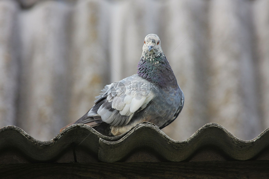 屋顶上的鸽子灰色场景羽毛野生动物摄影山墙鸟类动物梳子水平图片