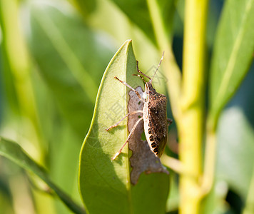 五科臭虫吃叶子棕色生活花纹触角野生动物动物群活力漏洞天线昆虫背景