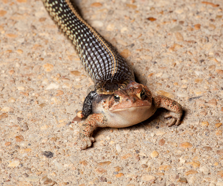 Gartner 吞咽蛤蜴的蛇青蛙石头蟾蜍袜带爬虫棕色毒液毒蛇猎物死亡图片