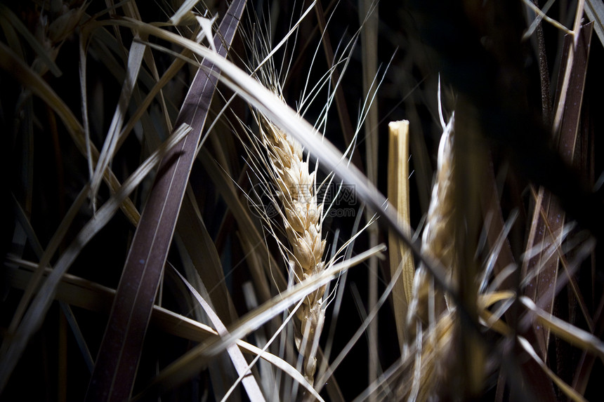 稻田大米谷物宏观栽培生产种植园季节经济时间农场收成图片