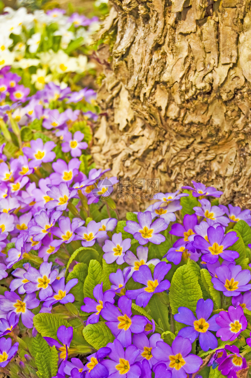 在花园里 在园中园丁叶子杂交种植物园艺紫色植物群蓝色花店花朵图片