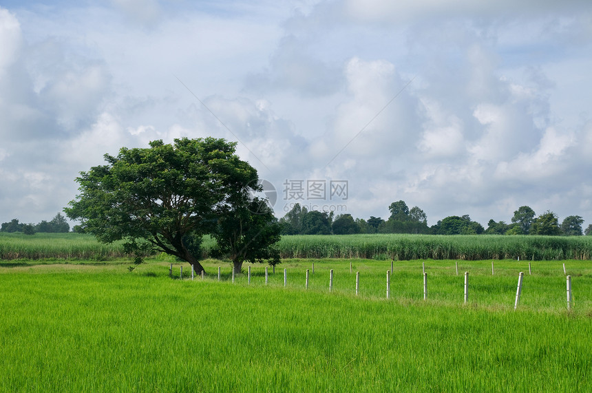 泰国的稻米田耕地农场绿色乡村稻田谷物甘蔗农业粮食食物图片